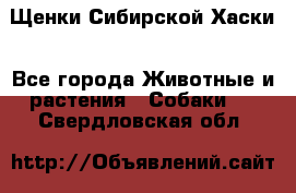 Щенки Сибирской Хаски - Все города Животные и растения » Собаки   . Свердловская обл.